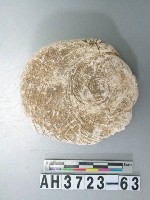 藏品(螺蓋製貝刮器)的圖片